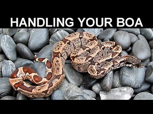 Handling Your Boa Constrictor