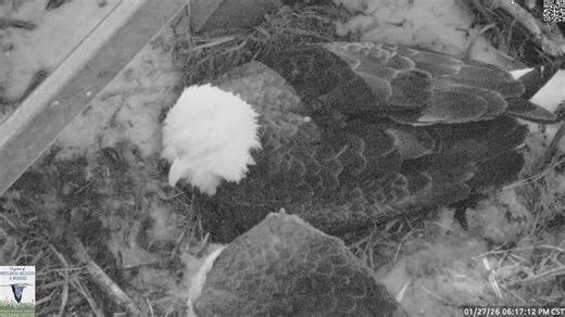 Pair of eaglets hatch during winter storm in North Texas