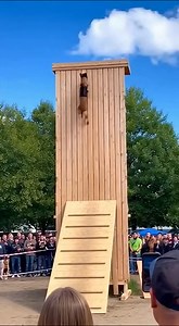 241K views · 6K reactions | Spider-Dog, No Web Required #malinois #doglife #dog #pets #family | Mon malou | Facebook