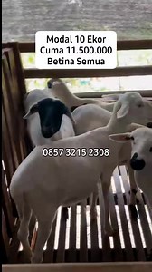 Buat Yang Mau breeding Reeady #Dombamurah | Aulia Grafi