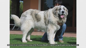 Pyrenean Mastiff: Pros and Cons of Owning This Gentle Giant