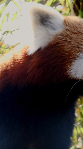 Zoos Victoria on Reels