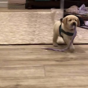 24K views · 354 reactions | Today is International Guide Dog Day! Celebrate by watching adorable pup-in-training, Gavin. ❤️ According to Guiding Eyes for the Blind, Gavin is practicing wearing a harness in preparation for his future job as a guide dog. https://wb.md/2DulBeK | WebMD | Facebook