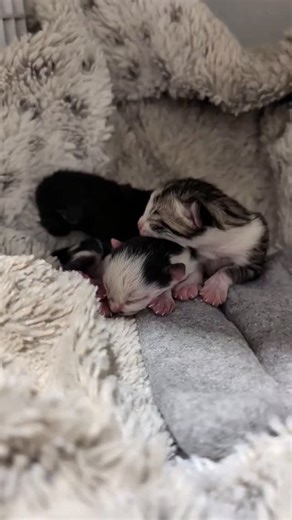 FosterBabyCats on Instagram: "Has it just been forever since I've had a newborn?! I feel like it takes a minute for their ears to pop #BabyCats #BabyCatRescue #BottleBabyRescue #TinyButMighty #KittenFosterLife #FosteringSavesLives #KittensOfInstagram #OrphanKittens #RescueKittens #FosterToAdopt #CatRescueNonprofit"