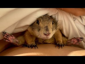 Naughty & Funny Poppy the Prairie Dog Moments 😋❤️