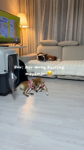 Kala mong hindi wild dogs e 😅 | The Wild Dogs