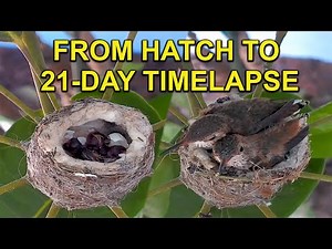 Hummingbird Babies TIMELAPSE: 21 Days in 2 Minutes
