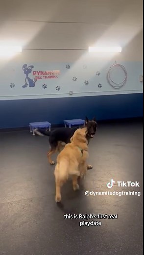 Understanding Proper Play Behavior in Dogs