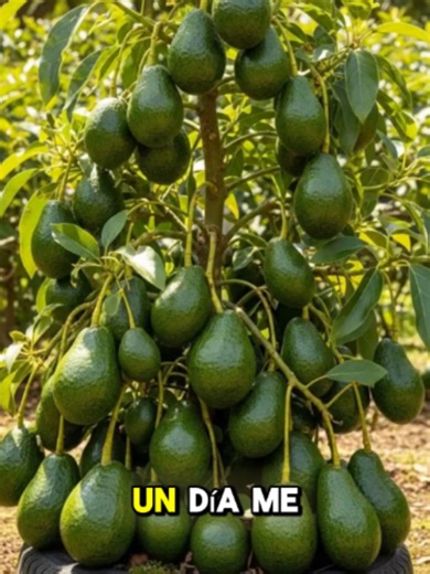 ⚠️ Pasé meses esperando frutos… hasta descubrir el secreto de los agricultores asiáticos 😱🌱🍋🥭🍊 👉 Descubre el método completo en mi perfil 🚀 #arbolesfrutales #frutales #cultivo #fertilizante #frutos