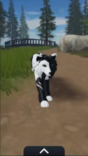 Playing Warrior cats, A wolves' Pack Alpha- Wolf rp, and A Lion's Pride Bela- Lion rp with my cat