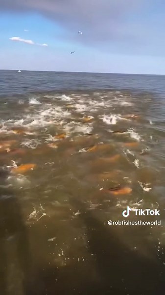 YES SIR! How many redfish do you see? 😳 Amazing video by @captaincolbydenbow 🙌🙌