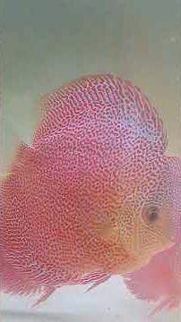 super panthera eruption, leo panthera #discus #ikandiscus #discusbintaro #discuslovers #shortvideo