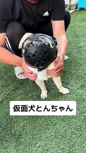 仮面ライダーとんちゃんのおやつ探し