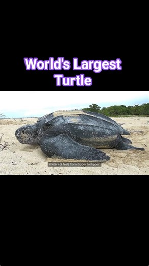 World's Largest Turtle Species – Leatherback Sea Turtle #turtle #turtles #leatherback #tortoise