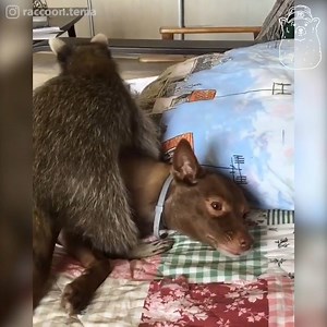 50K views · 1.8K reactions | When you have an overly attached girlfriend 珞❤ | Polar Potato | Facebook