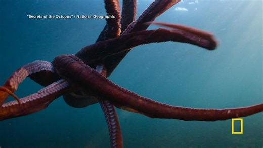 New Nat Geo docuseries explores the ‘Secrets of the Octopus’