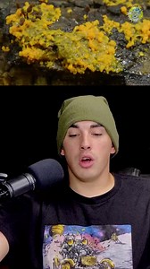 Researchers - Slime Mold is more intelligent then most think - Tokyo Rail System & Slime Mold #slimemold #tokyorailsystem #slimemoldtokyo #mold #toilettimetv | Toilet Time TV