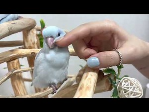 앵무새 / 유리앵무 / 핸들링 / 만지작 / 파랑새 /parrot / 아기새 / 애완동물 / 반려동물