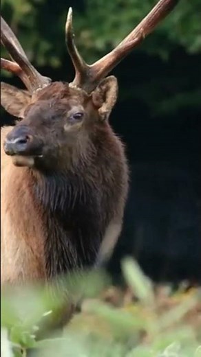 Elks: The Majestic Mating Call | Nature Sounds Shorts