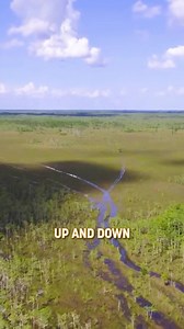 I've waited my whole life to tell this story, and this weekend we premiere on ABC stations across the country! Get ready for Wildlife Nation Expedition Florida! I loved crafting this incredible adventure with my Hearst Media Production Group team, as we travel across the state of Florida, sharing the story of remarkable wildlife and incredible conservation heroes. The Everglades is the heart and soul of Wildlife Nation, but the journey is vast from corals to manatees to gators! Our partners to t