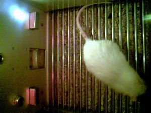 File:Impulsiveness-overactivity-and-poorer-sustained-attention-improve-by-chronic-treatment-with-low-1744-9081-7-6-S1.ogv - Wikimedia Commons