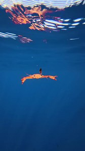 Whoever sent you this misses you and just wants to say hi 😊🦀 🎥 IG 'henryspointofview' | PADI