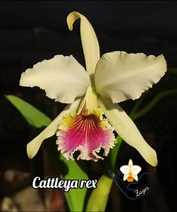 46 reactions | Cattleya rex #orquidea #zager #cattleya #cattleyarex #orchidlovers | Marcelo Zager | Facebook