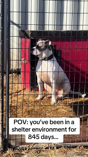 Senior Dog Adoption: Meet Fog from Morinville, Alberta