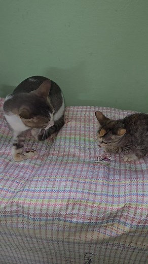 Stay away from me dad, I love my mum only #cat #kitten #catlove #meow #catlover #catvskitten #catdad | Andaman Baby