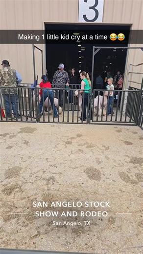 Discovering Texas Stock Show Life with Sheep and Trucks