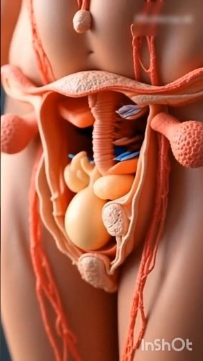 Reproductive System 3d Animation explained