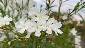 A plant of White Oleander