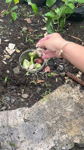 Dispose of organic waste into bioporic tubes #gardening #viralreels #garden #nature #flowers #garde