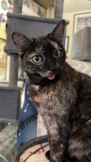 It’s been 3 years since I posted an introductory video about Gremlin and her story, so I thought I’d make an updated one for our friends old and new, near and far 🥰 Thank you for being here and loving Gremlin & company almost as much as I do. We are so incredibly lucky to be on the planet at the same time 🫶🏻 #catladytails #gremlinthecat #gremlintheblepcat #wonkycatsoftiktok #wonkycat #catswiththeirtonguesout #catfamily