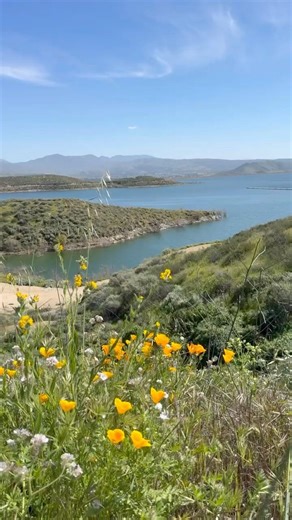 Hidden Wildflower Spot 🌼 Diamond Valley Lake Easy Hike + Lake Views
