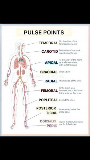 Pulse Points of the Human Body – Locations & Clinical Importance