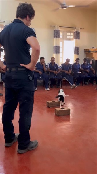 14K views · 580 reactions | Last year our talented canine handlers visited their Sri Lanka Police counterparts to share their expertise on detection dog training. We were given the honour of naming one of their litters and obviously had to pick the most Aussie names we could think of… Wicket, Warnie, Cooee, Sheila and Anna-Rose. What Aussie name would you have chosen? | Australian Federal Police | Facebook