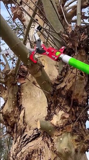 High-Altitude Outdoor Tree Trimmer Scissor ( # 2122 ) ▶️ Product Link in Bio