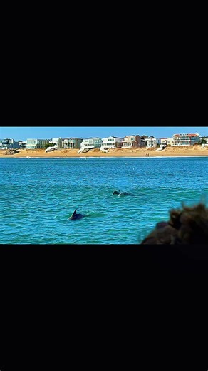 Exploring Dolphins in Virginia Beach