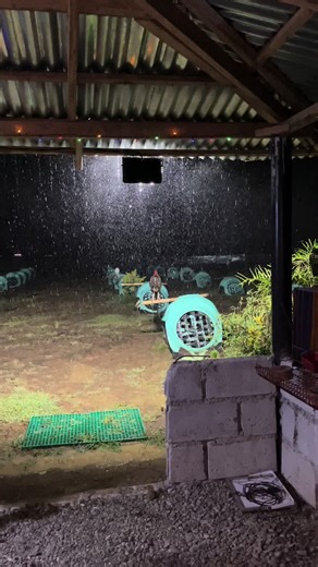 Manok Na Pula: Paano Iba ang Kanyang Ulan