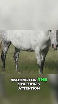 Understanding Mares in Heat #shorts