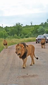 2.7M views · 48K reactions | 3 Massive Male Lions Chased Rival Hayley...