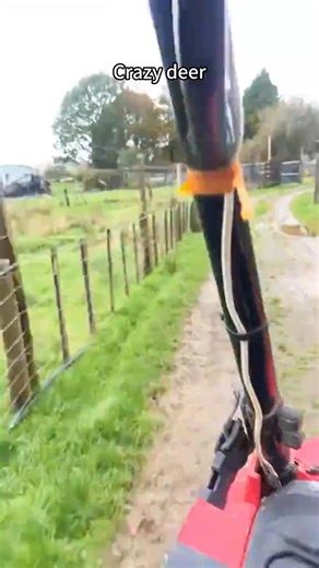 1M views · 14K reactions | Cautious:Deer crossing!藍歷#foryou #funnyvideos… | Animals Moments | Facebook