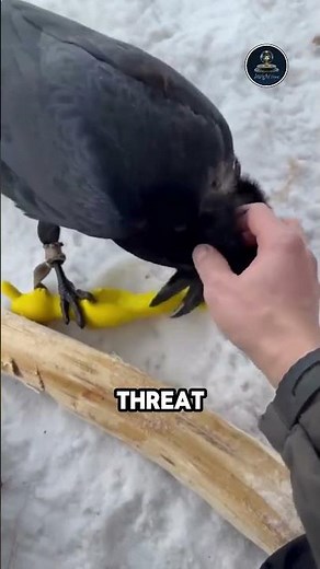 Crows Can Recognize Human Faces || #animals #birds #facts