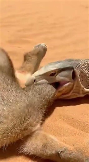 Desert Monitor vs Feral Cat — Brutal Predator Clash in the Sand #cat #animalrescue #animals #cute