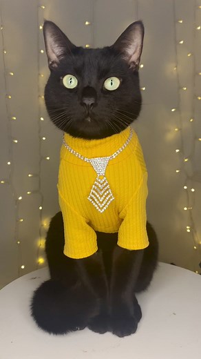 Choosing Extra Over Basic with Stylish Black Cats