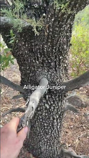 bushcraft alligator junipers are in most of the southwest ... #Shorts