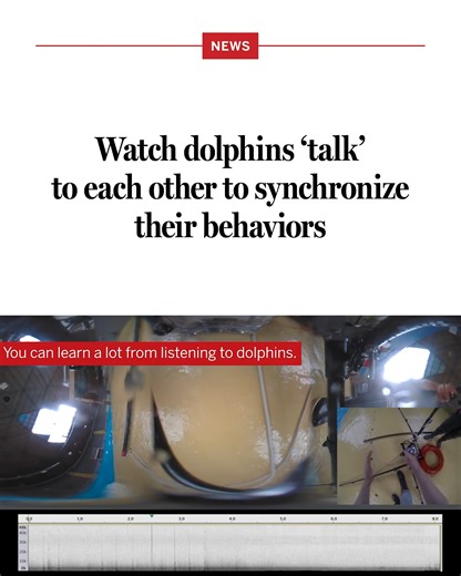 40K views · 327 reactions | If you've ever counted to three before jumping into the pool with a friend, you've got something in common with dolphins. Learn more on #InternationalDayOfFriendship: https://scim.ag/4lOJ0dL | Science | Facebook