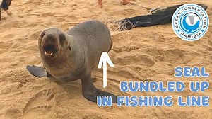 The rescuers have to use the drive-in approach; the seals are nervous and are moving toward the ocean. Running would take too much time, and they use their Landcruiser to get very close to the target. Naude drops his net, but Antoine is right there to capture the entangled animal. The seal is entangled in a big bundle of fishing lines, and she can barely move. She is healthy, but her well-being would have changed within a few days. With so many loops of line wrapped around her body, any hunting 