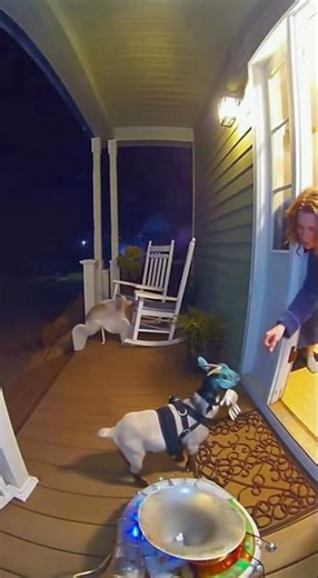 "DEER STEALS Halloween Decorations! 😂🦌🎃"